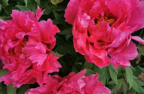Guizhou Peony Garden