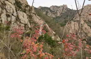 Pagoda Forest