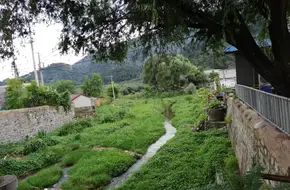 Rainbow Trout Valley