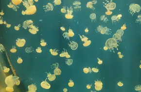 Dream Ocean Diving World