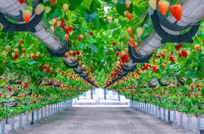 Lvwochuang Aerial Strawberry Garden