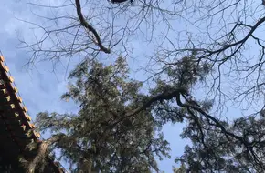 Jetavana Forest