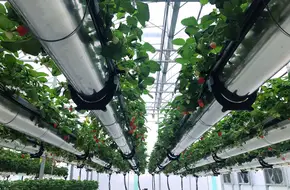 Lvwochuang Aerial Strawberry Garden