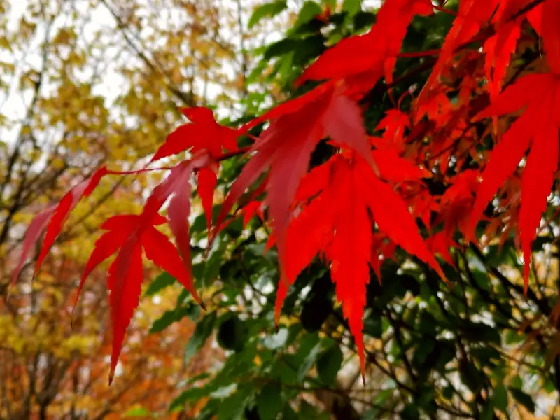 Jing Si Garden