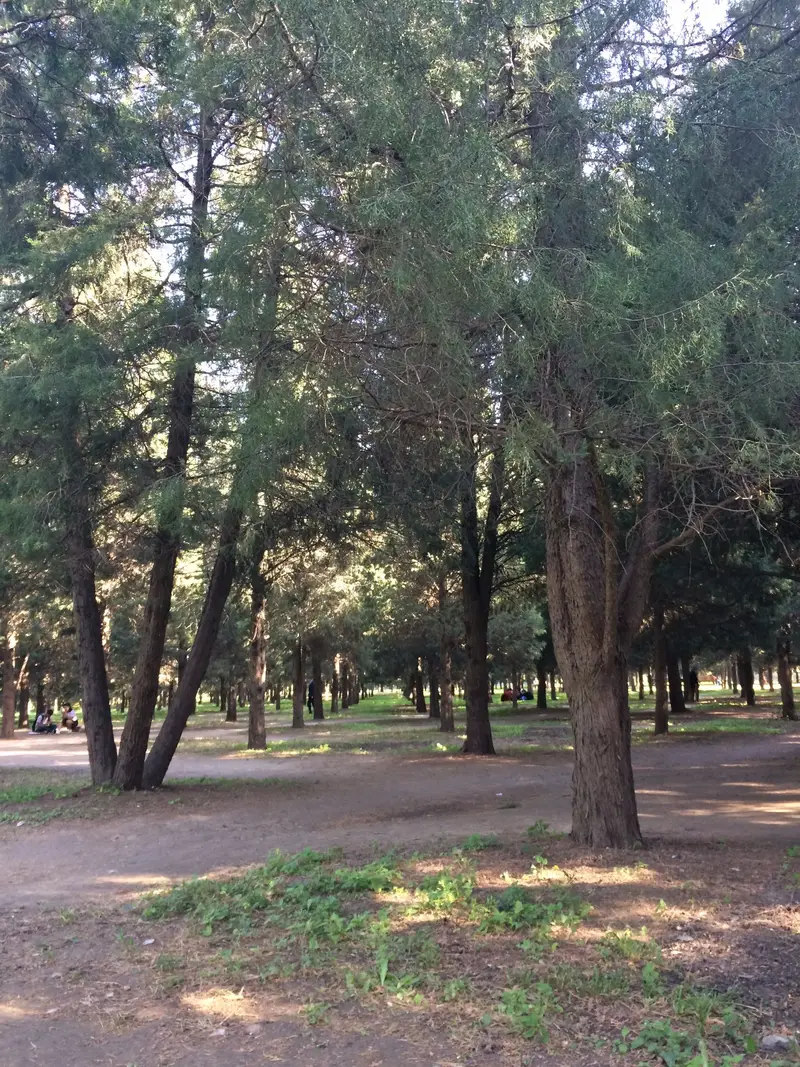 Nine Dragon Cypress