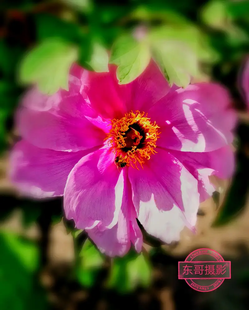 Hundred Flowers Garden