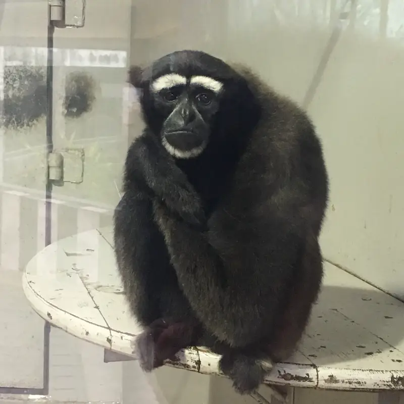 Great Ape Pavilion