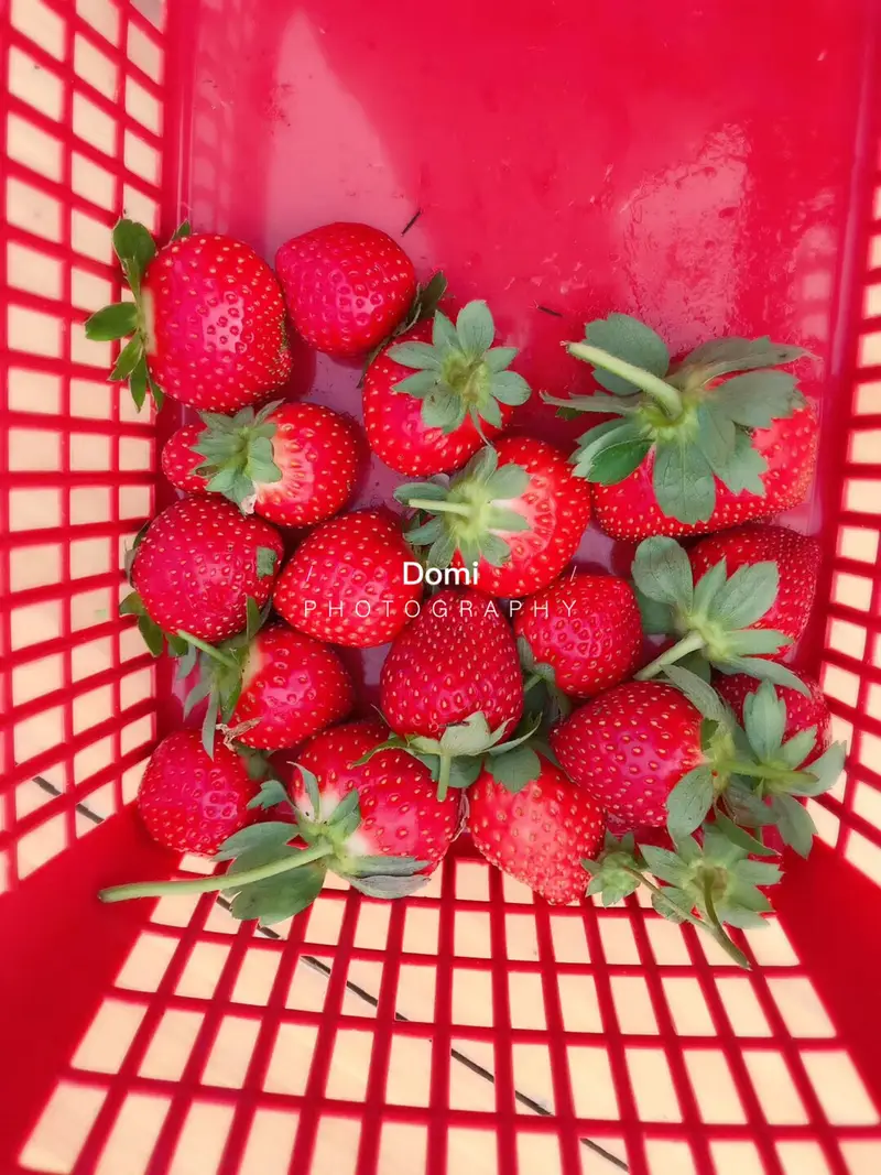 Xingguang Strawberry Farm
