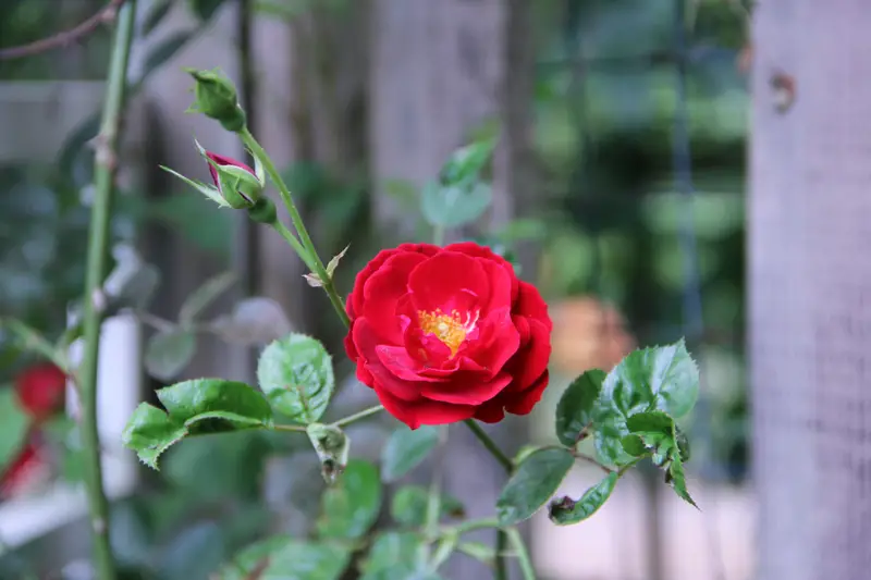 Mu Teng Yue Flower Farm