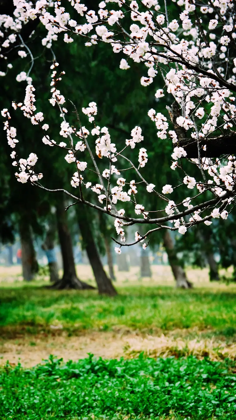 Temple Of Heaven Park Apricot Blossom Woods