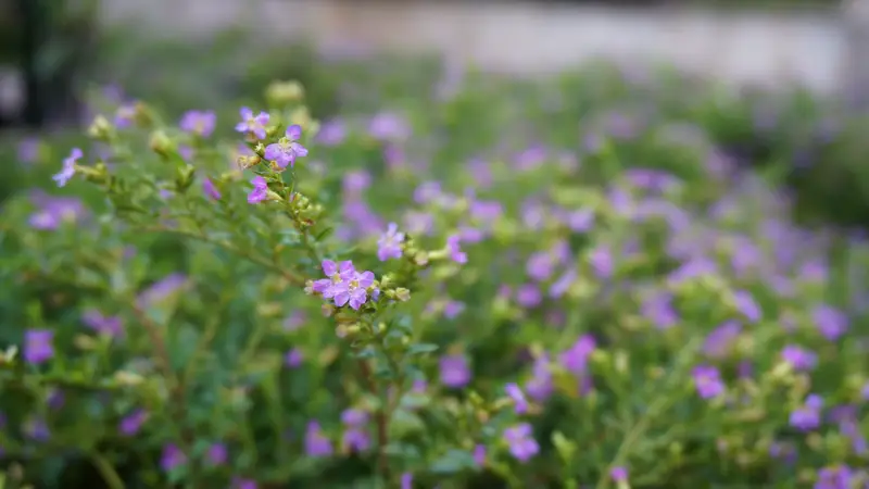 Green Layers Garden