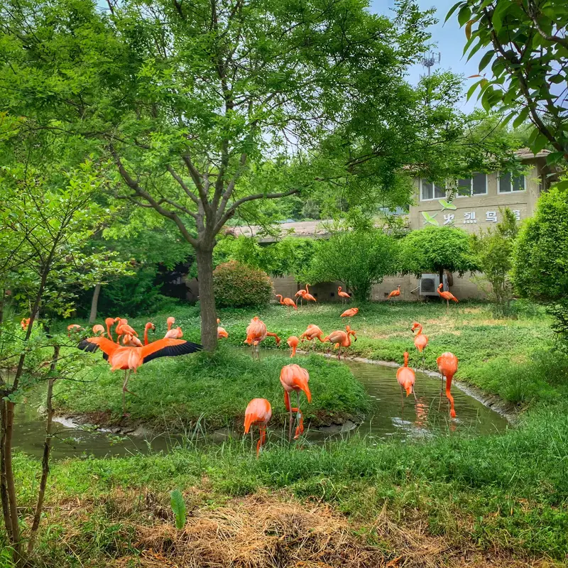Qingdao Forest Wildlife World