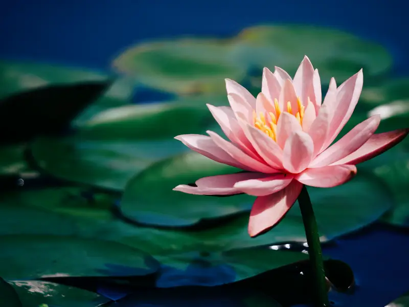 Yuanmingyuan Lotus Base