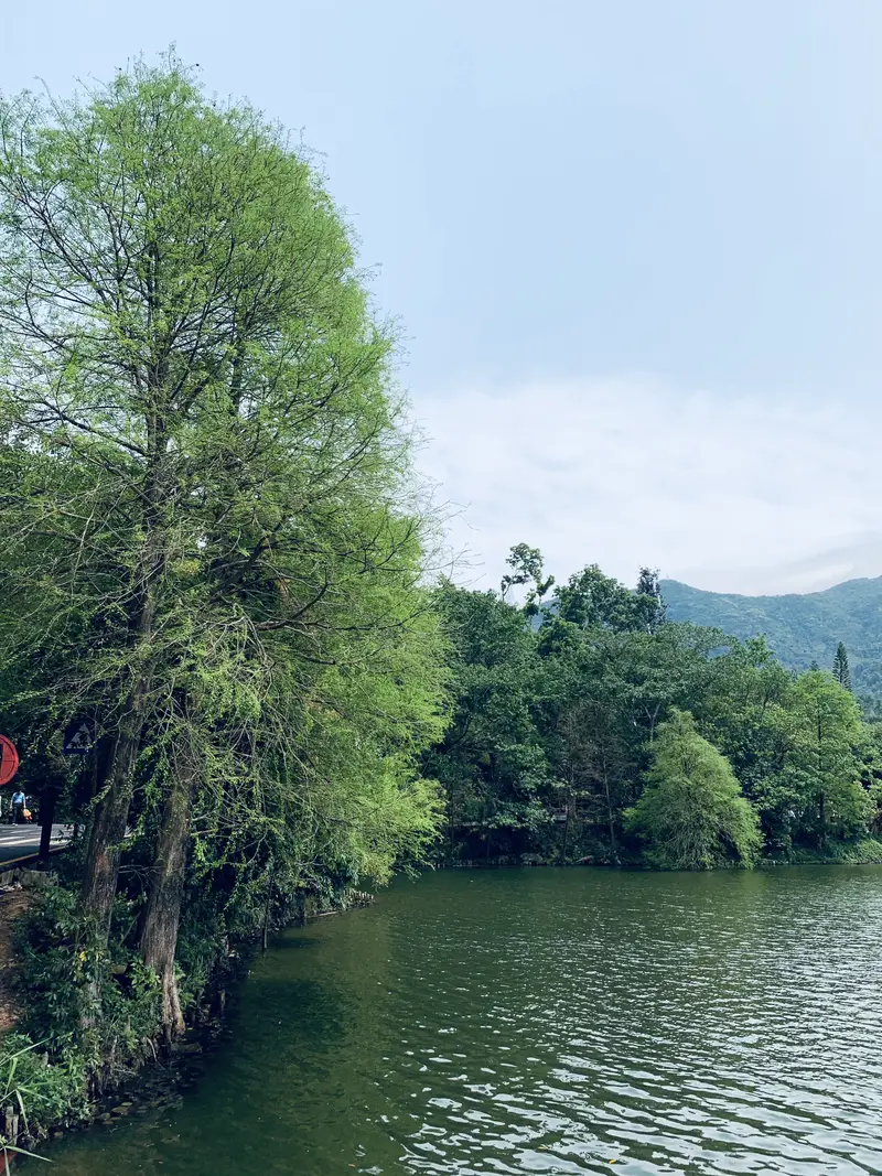 Shenzhen Fairy Lake Botanical Garden Spore Plant Area