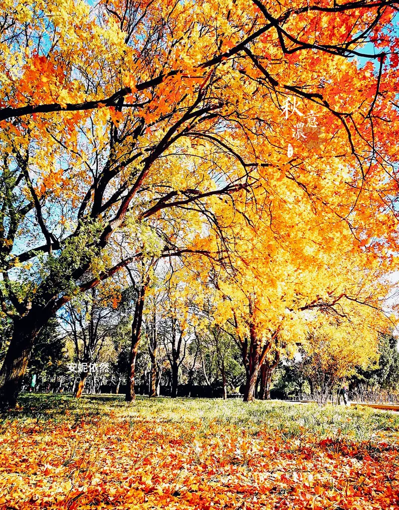 Temple Of Heaven Park - Ancient Cypress Forest