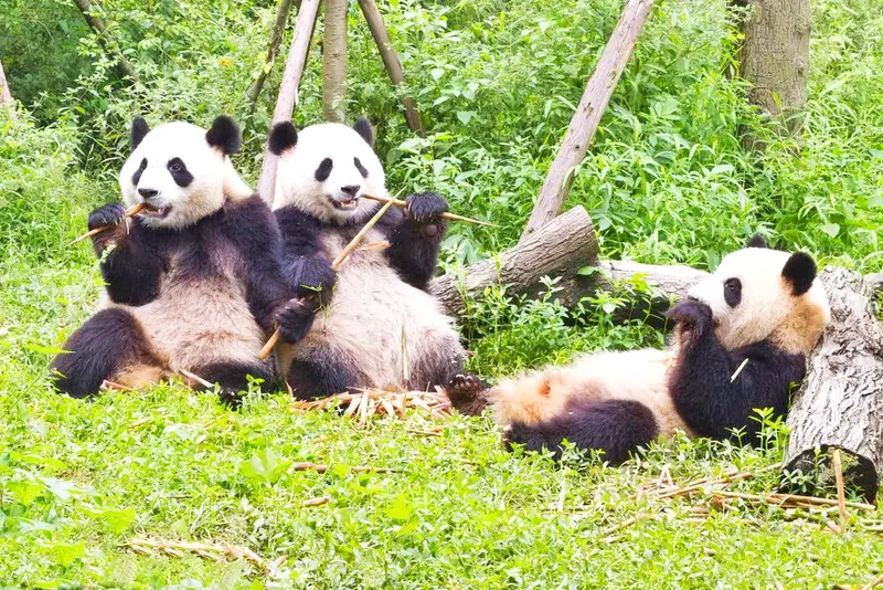Chengdu Research Base Of Giant Panda Breeding