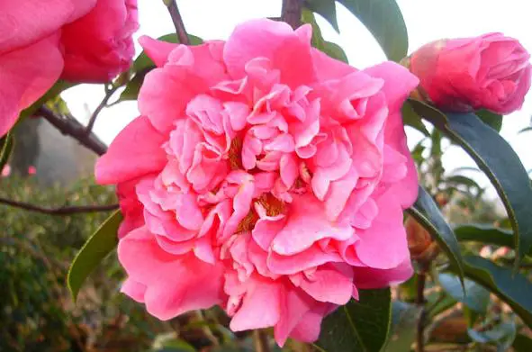 Fengzeyuan Botanical Garden