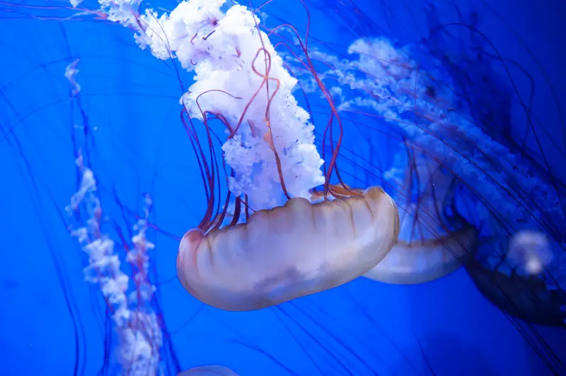 Qingdao Underwater World
