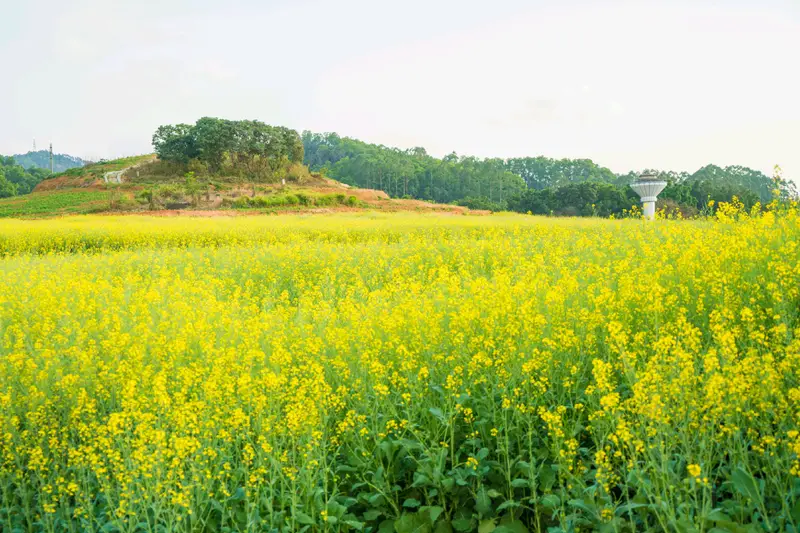 Hundred Flower Valley