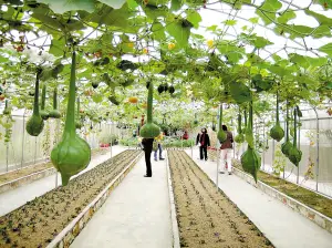 Panyu Qifu Farm