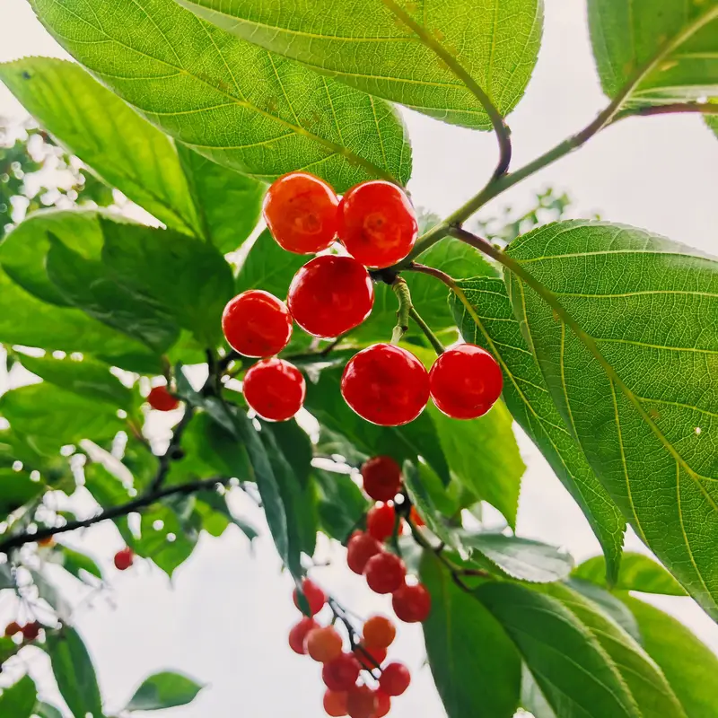 Shuxi Cherry Garden Farm Stay