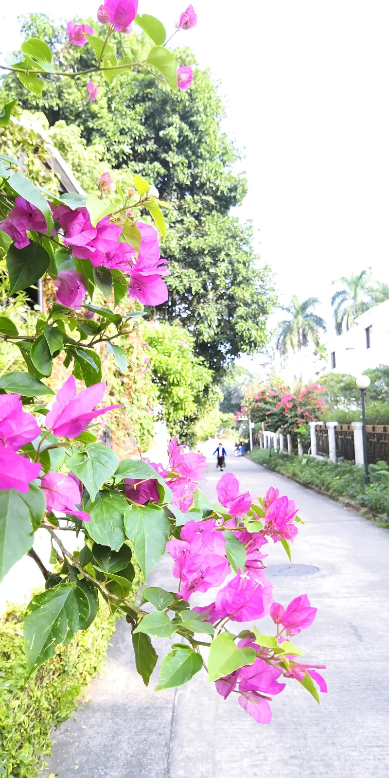 Dafu Mountain Forest Park - Scenic View Pavilion