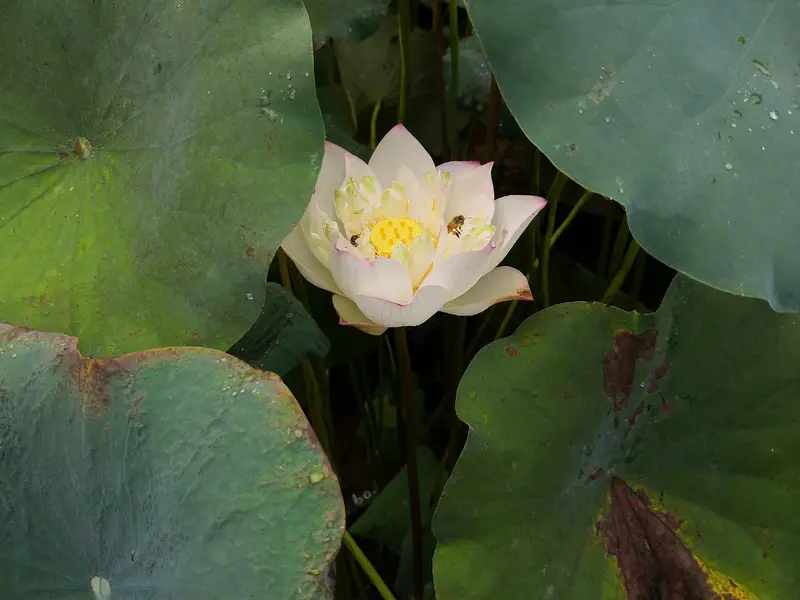 Water Lily Pond