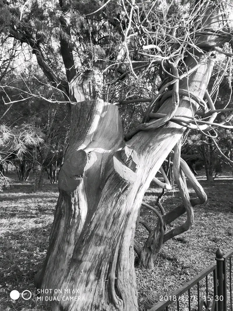 Cypress-Pagoda Tree Embrace