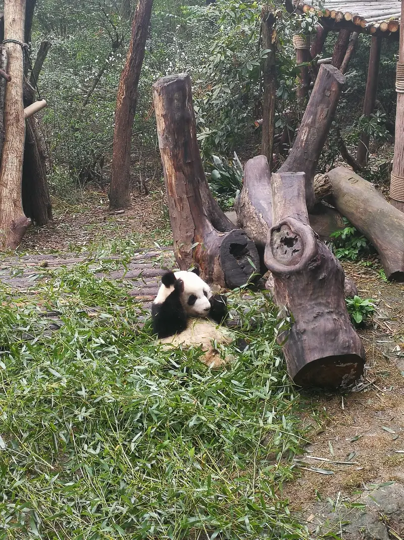 Giant Panda Moon Maternity Ward Sightseeing Station