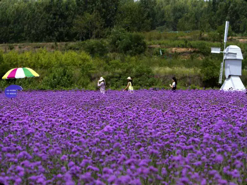 Herb Culture Expo Park
