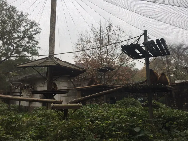 Golden Snub-Nosed Monkey Pavilion