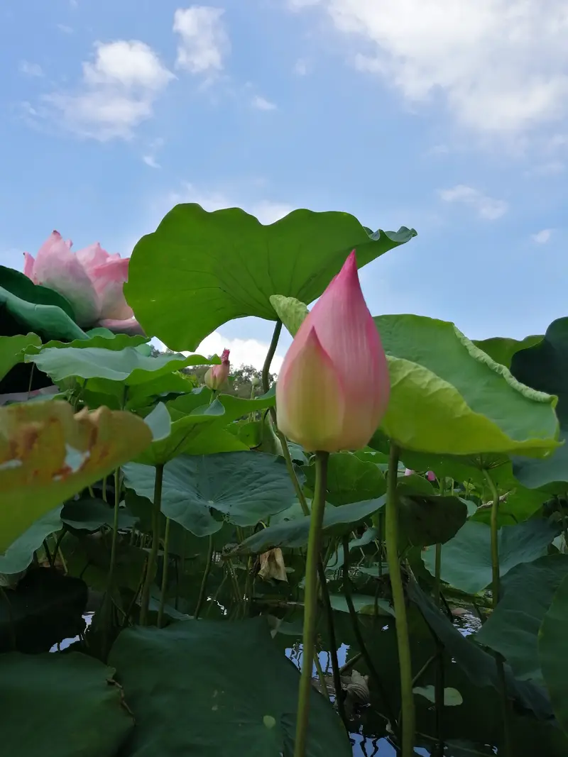 Lotus Lake