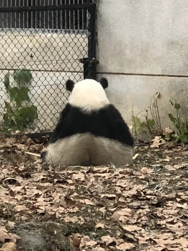 Panda Pavilion