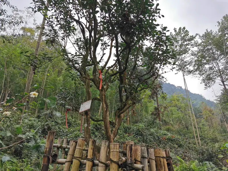 Sichuan Xishu Lu'S Bitter Orange Tea Plantation