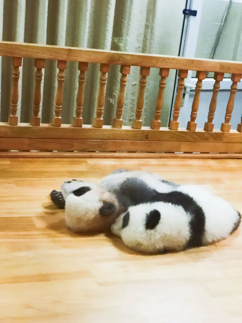 Chengdu Research Base Of Giant Panda Breeding, Sun Maternity Den