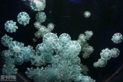 Dream Jellyfish Palace