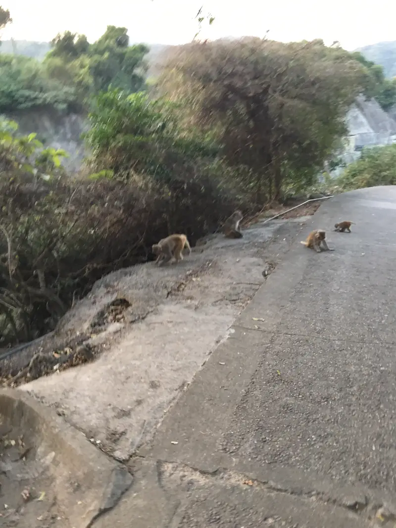 Kam Shan Country Park