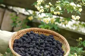 Mu Teng Yue Flower Farm