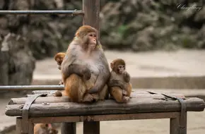 Chengdu Zoo