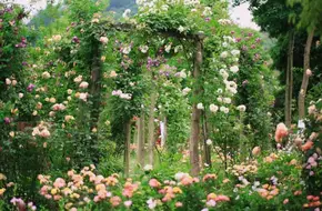 Mu Teng Yue Flower Farm