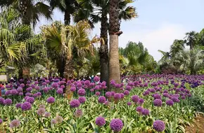 Kunming Botanical Garden