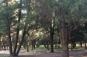 Nine Dragon Cypress