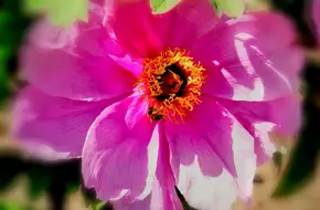 Hundred Flowers Garden