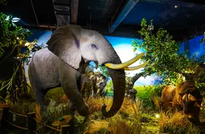 Qingdao Binhai University World Animal Natural Ecology Museum