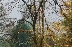 Eco Daping (Chengdu Little Danba)
