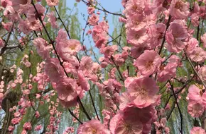 Qujiang Pool Site Park