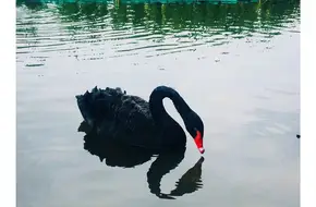 Chengdu Research Base Of Giant Panda Breeding-Swan Lake