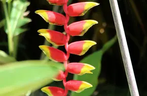 Flower Garden