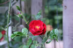 Mu Teng Yue Flower Farm