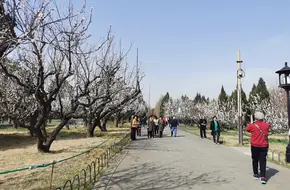 Temple Of Heaven Park - Seven-Star Stones